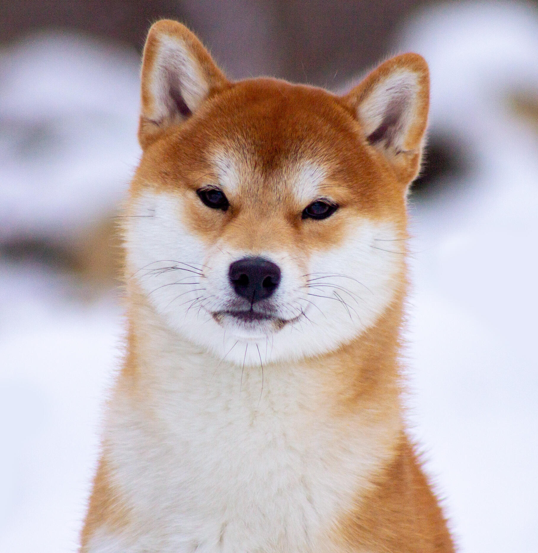 Inarishiba